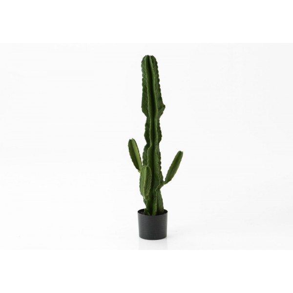 CACTUS BOLIVIA POT