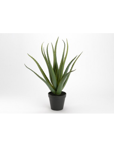 ALOE VERA POT