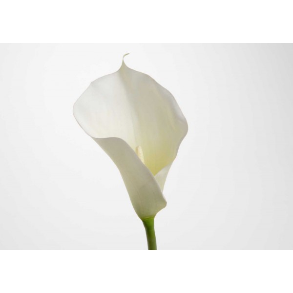 ARUM FAUSSE FLEUR