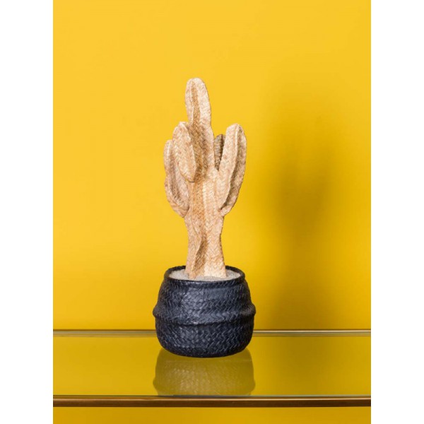 CACTUS ROTIN