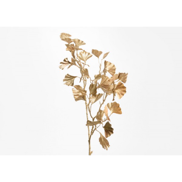 GINKO ELEGANCIA CHAMPAGNE