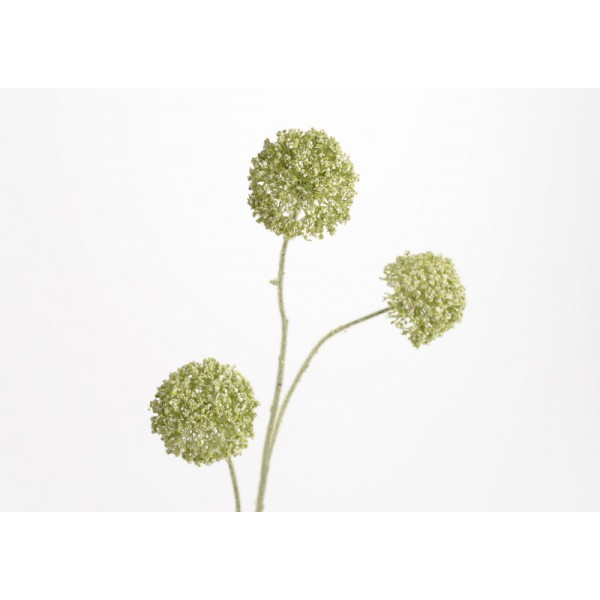 ALLIUM AZUREUM X3