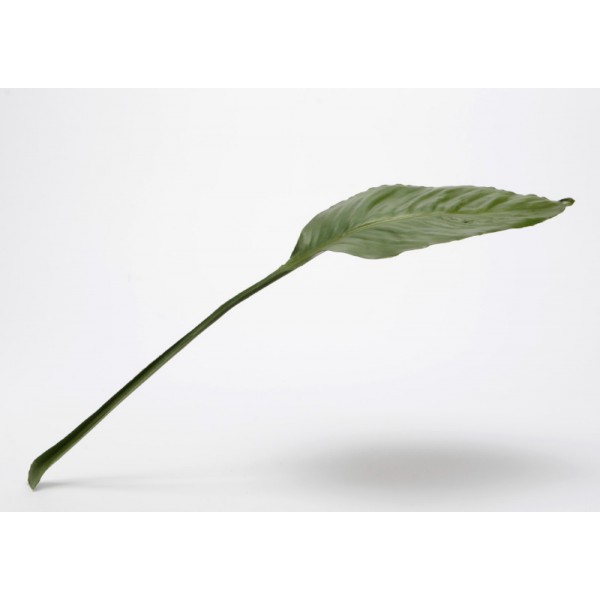 FEUILLE SPATIPHYLLUM