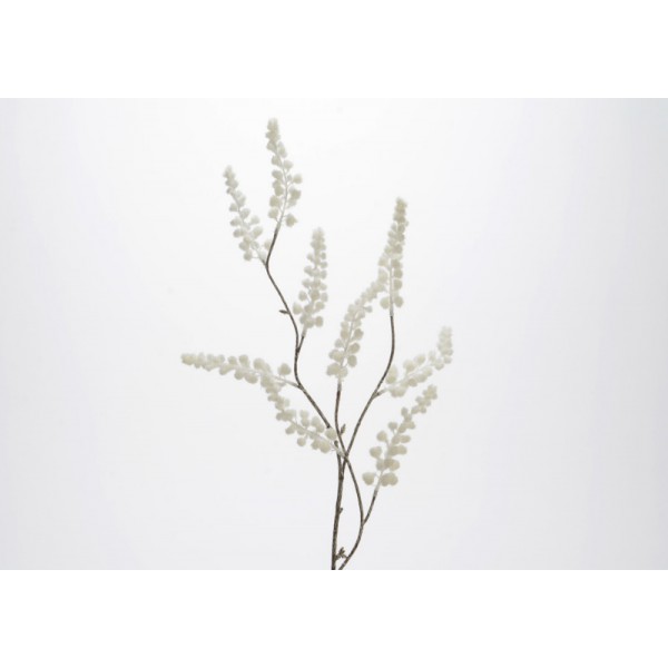 BRANCHE MIMOSA BLANCHI