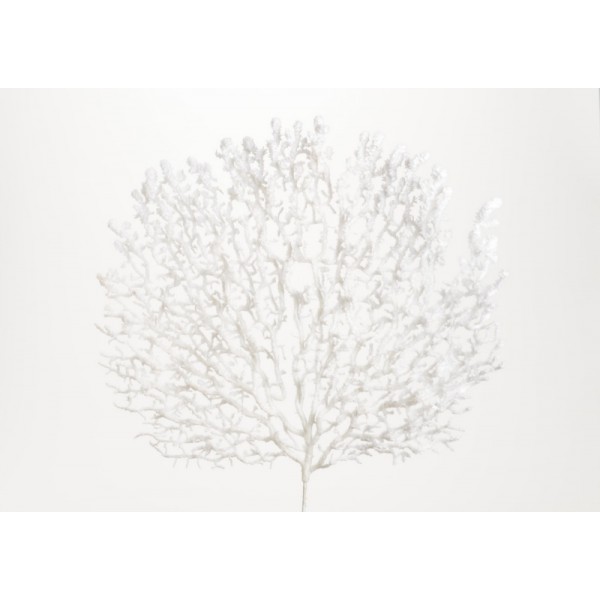 BRANCHE CORAIL