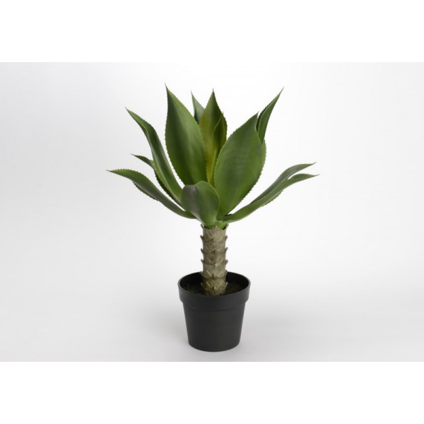 AGAvE DESERT POT