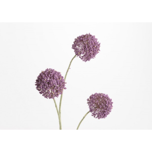 ALLIUM AZUREUM X3