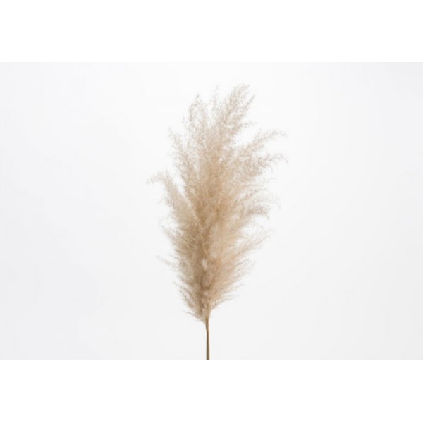 LA-PLUME-DE-CORTADERIA-EXTRA