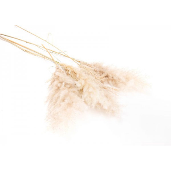 PLUME-DE-CORTEDIA-MEDIUM