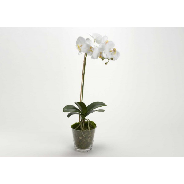 ORCHIDEE-DIVA-POT-H64