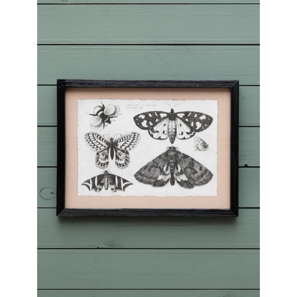 GRAVURE-PAPILLON 2
