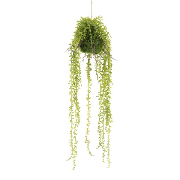 PLANTE-A-SUSPENDRE-FICUS