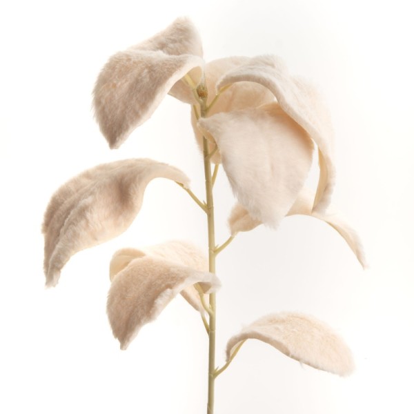 FEUILLE-MAGNOLIA-FOURRURE