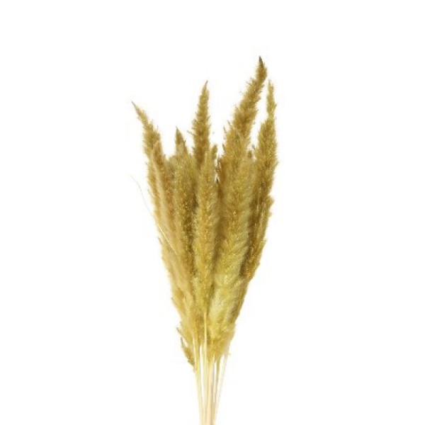 PAMPAS-OLIVE