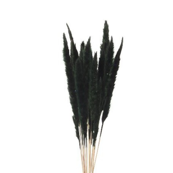 PAMPAS-VERT-FONCE