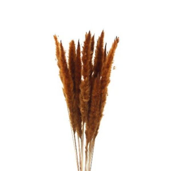 PAMPAS-MARRON