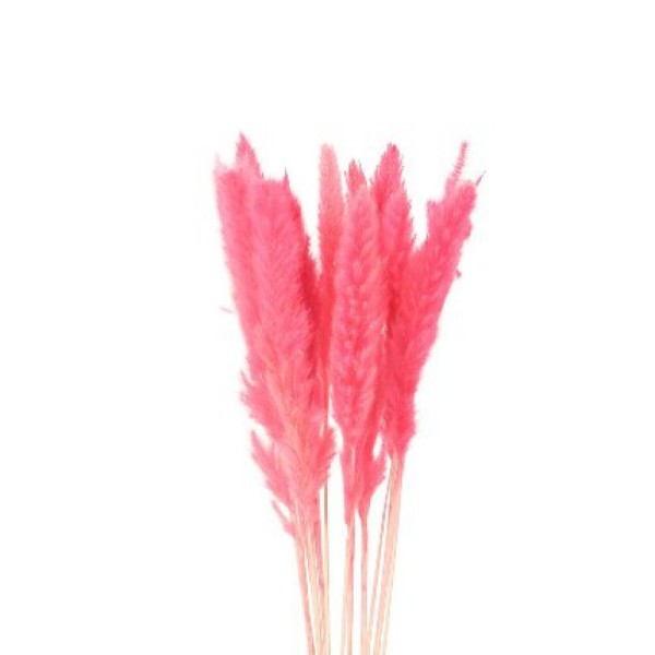 PAMPAS-ROSE