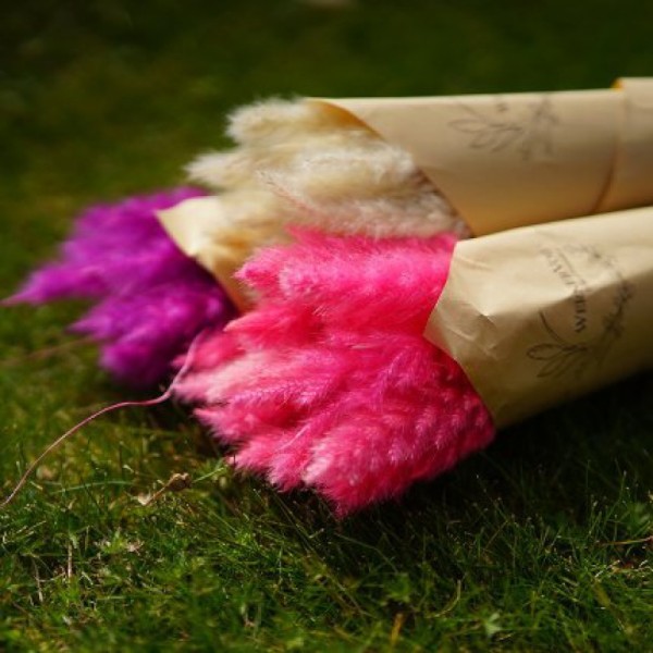 PAMPAS-ROSE 2