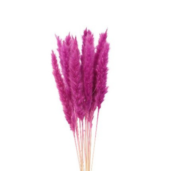 PAMPAS-LILA