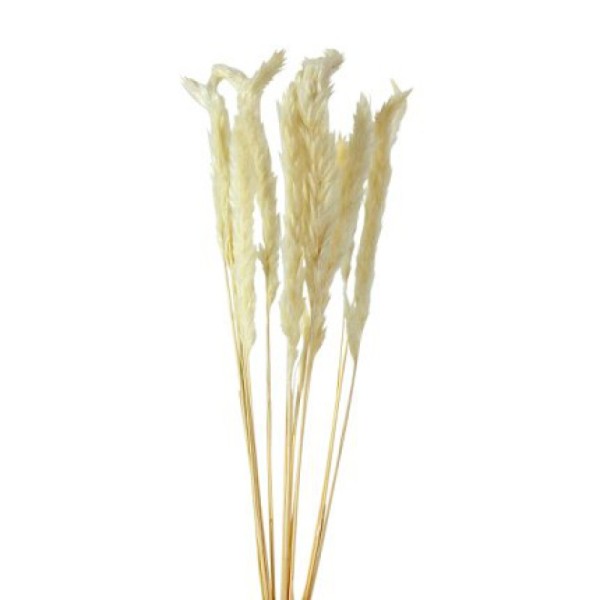 PAMPAS-BLANCHE 2