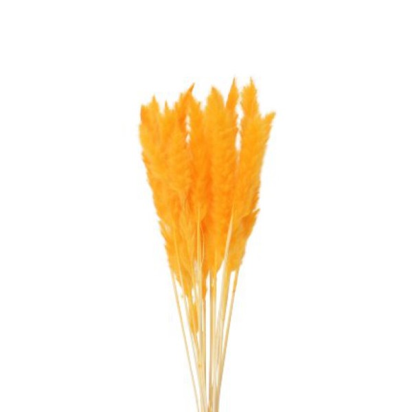 PAMPAS-ORANGE