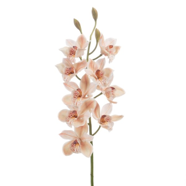ORCHIDEE-REINE-H93-CREME