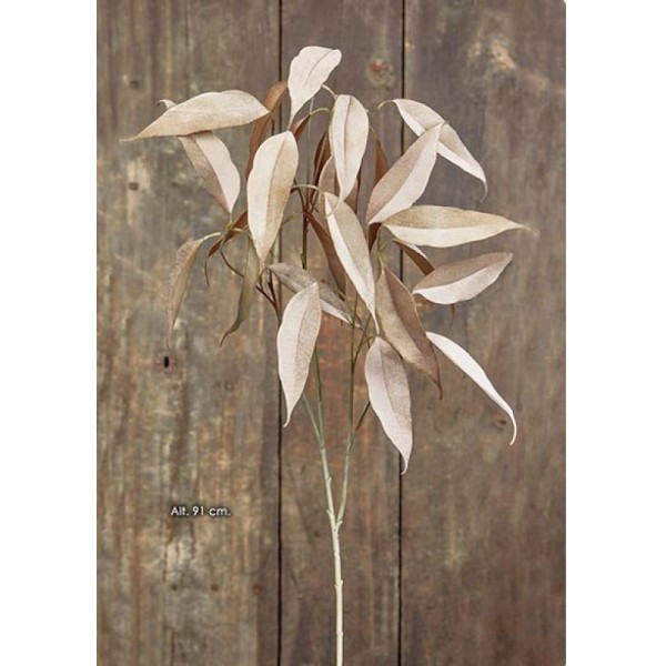EUCALYPTUS-CAMAL
