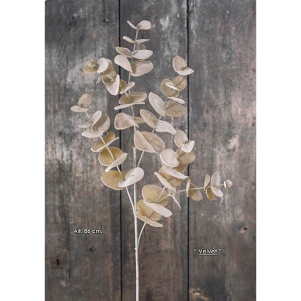 BRANCHE-EUCALYPTUS