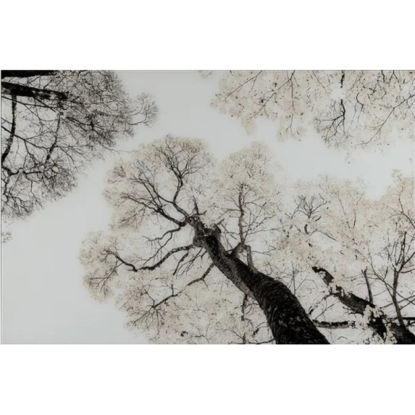 VERRE-TREMPE-ARBRES-120CM