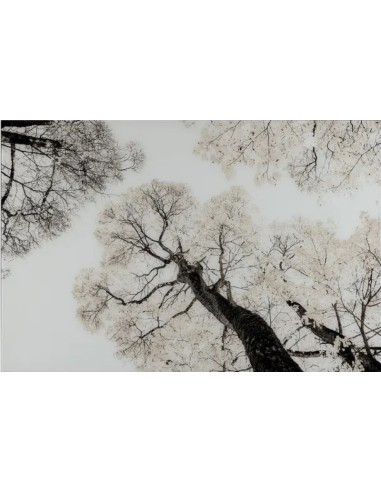 VERRE-TREMPE-ARBRES-120CM