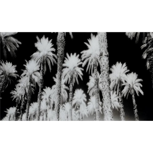 VERRE-TREMPE-PALMIERS-120CM