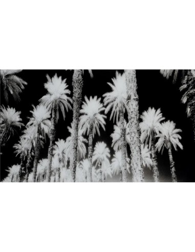 VERRE-TREMPE-PALMIERS-120CM