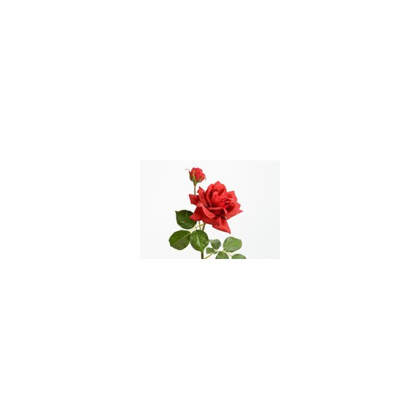 Fleur Rose rouge réality